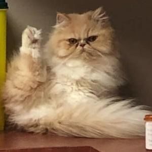 Meet your Posher, Shannon